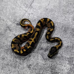 Black Head Pied