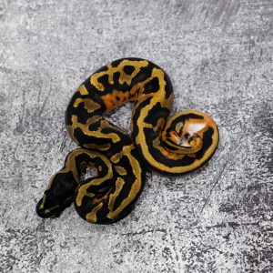 Black Head Pied