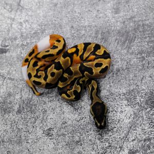 OD Black Head Pied (HI)