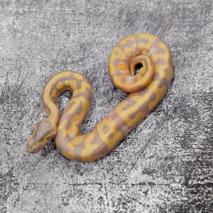 Black Head Banana Pied Poss OD / Enchi (Eyeless , Cleft Lip )
