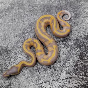 Black Head OD Banana Pied Poss Enchi