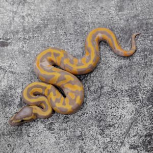 Black Head OD / Enchi Banana Pied
