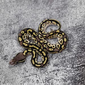 Pastel Mojave 100% Het Hypo 66% Het Pied