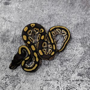 Huffman Mojave 100% Het Hypo 66% Het Pied