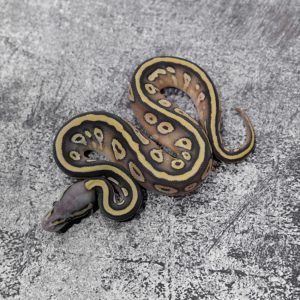 Black Head Red Gene Mojave Pastel Hypo 66% Het Pied
