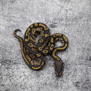 Huffman Hypo 66% Het Pied