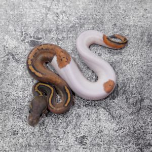 Black Head Red Gene Huffman Leopard Mojave Hypo Pied