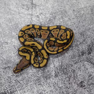 Red Gene Hypo 66% Het Pied