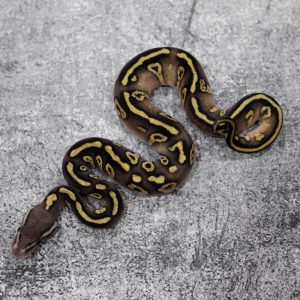 Carnage Pastel Mystic / Mojave