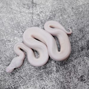 Lesser Mojave / Mystic (Bel) Poss Carnage Scaleless Head