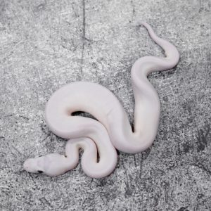 Lesser Mojave / Mystic (Bel) Poss Carnage Scaleless Head