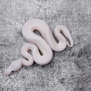 Lesser Mojave (Bel) Poss Carnage Scaleless Head