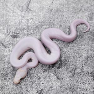 Lesser Mojave (Bel) Scaleless
