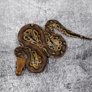Hurricane Mojave YB Clown