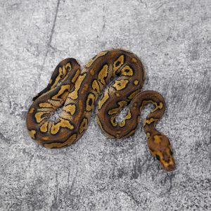 Orbit / Black Pastel  Mojave YB Clown