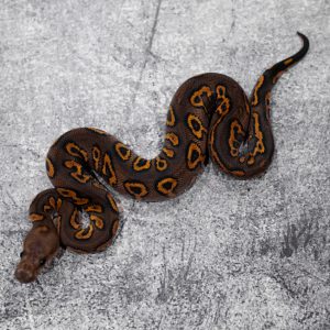 Orbit Hurricane Black Pastel YB Mojave Clown