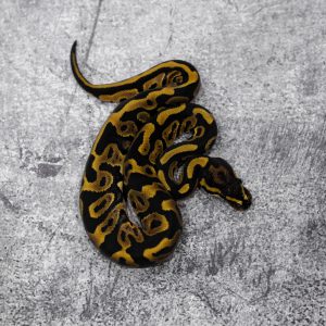 Leopard 100% Het Hypo