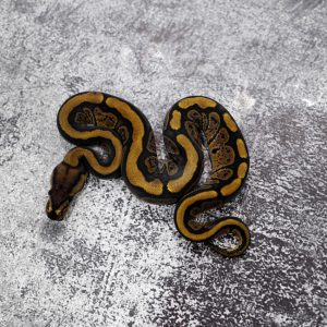 Red Stripe 100% DH Desert Ghost Clown