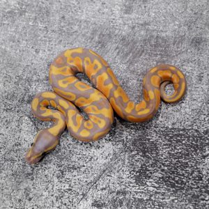 Banana 100% Het Clown Poss YB