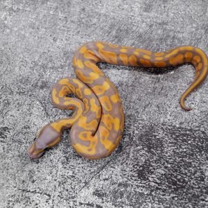 Banana YB 100% Het Clown