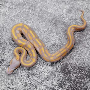Banana Cypress Mahogany YB 100% Het Clown