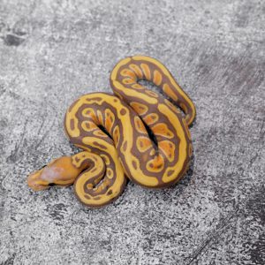 Banana Cypress 100% Het Clown Poss YB