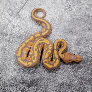 Banana Cypress YB 100% Het Clown