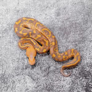 Banana Mahogany YB  Clown