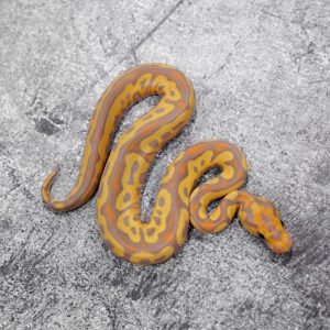 Banana YB Clown