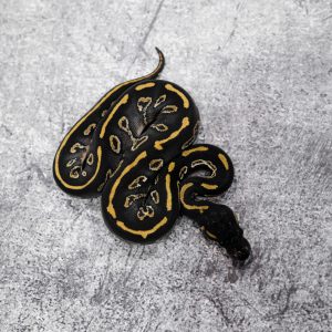Stranger Black Head Red Gene Mystic 100% Het Clown
