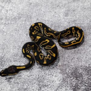 Black Head Red Gene Leopard 100% Het Clown