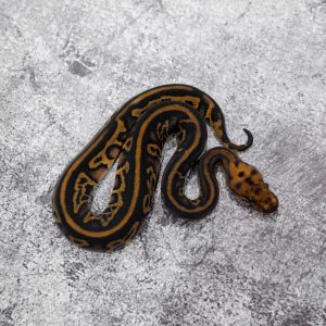 Black Head Red Gene Leopard Mystic Clown