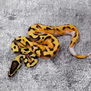 OD Pastel Enchi Pied (HI)