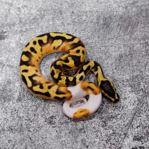 OD Pastel Enchi Pied (HI)
