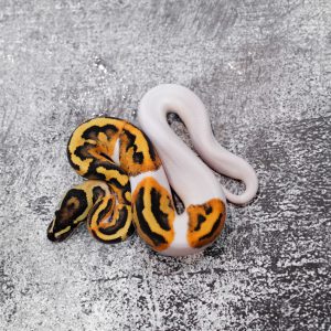 Fire Pied