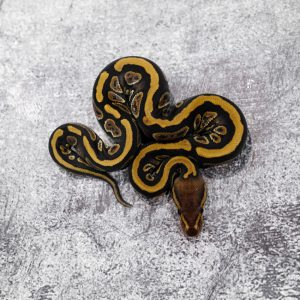 Mahogany 100% DH Desert Ghost Clown