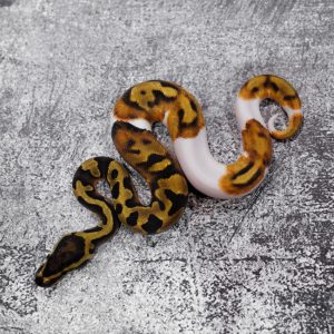 Enchi Pied Poss Black Head