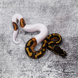 Black Head Pied