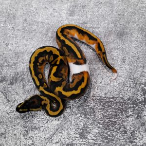 B03057-106	Black Head Pied Poss Enchi