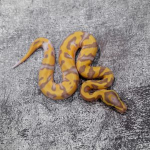 Banana Enchi Pied Poss Black Head