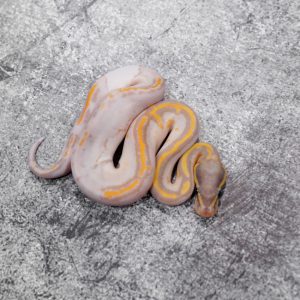 Black Head Banana Enchi YB Pied