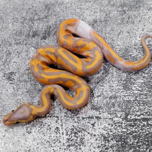 Banana OD YB Enchi  Pied Poss GeneX