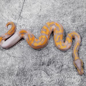 Banana OD YB Enchi  Pied Poss GeneX