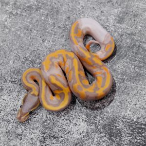 Banana  Enchi OD / YB  Pied Poss GeneX