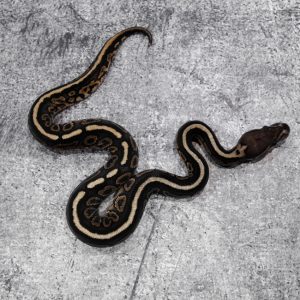 Cinnamon Spotnose YB 100% Het Clown