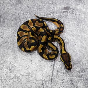 Cinnamon Enchi 66% DH Sunset Desert Ghost