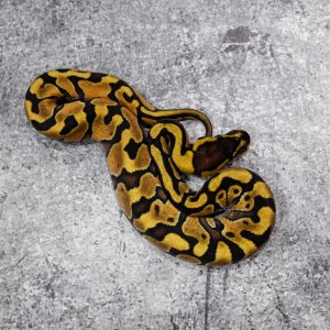 OD Enchi YB 100% Het Clown (HI)