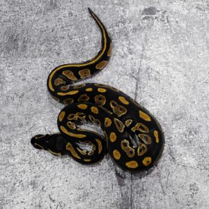 Black Head 100% DH Monarch Clown