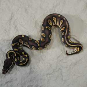 Black Head Red Gene Chocolate Pastel  66% DH Desert Ghost Hypo