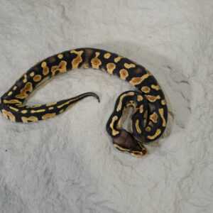 Chocolate Pastel 66% DH Desert Ghost Hypo (Kink)